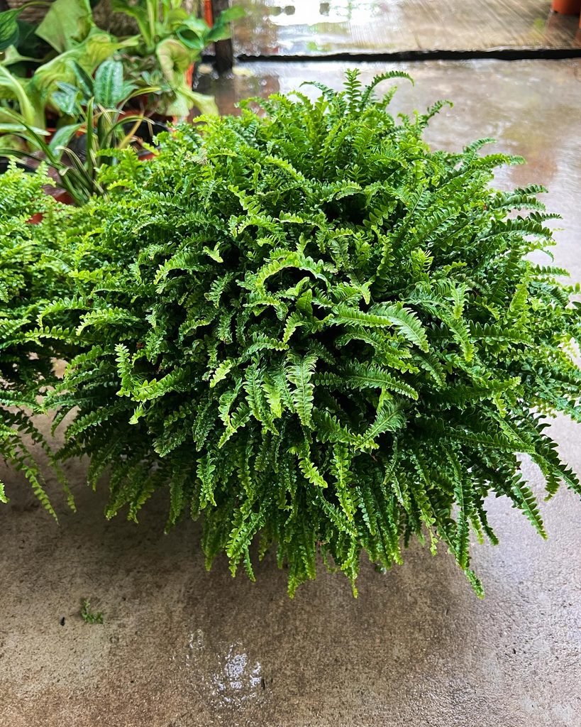 Boston Fern