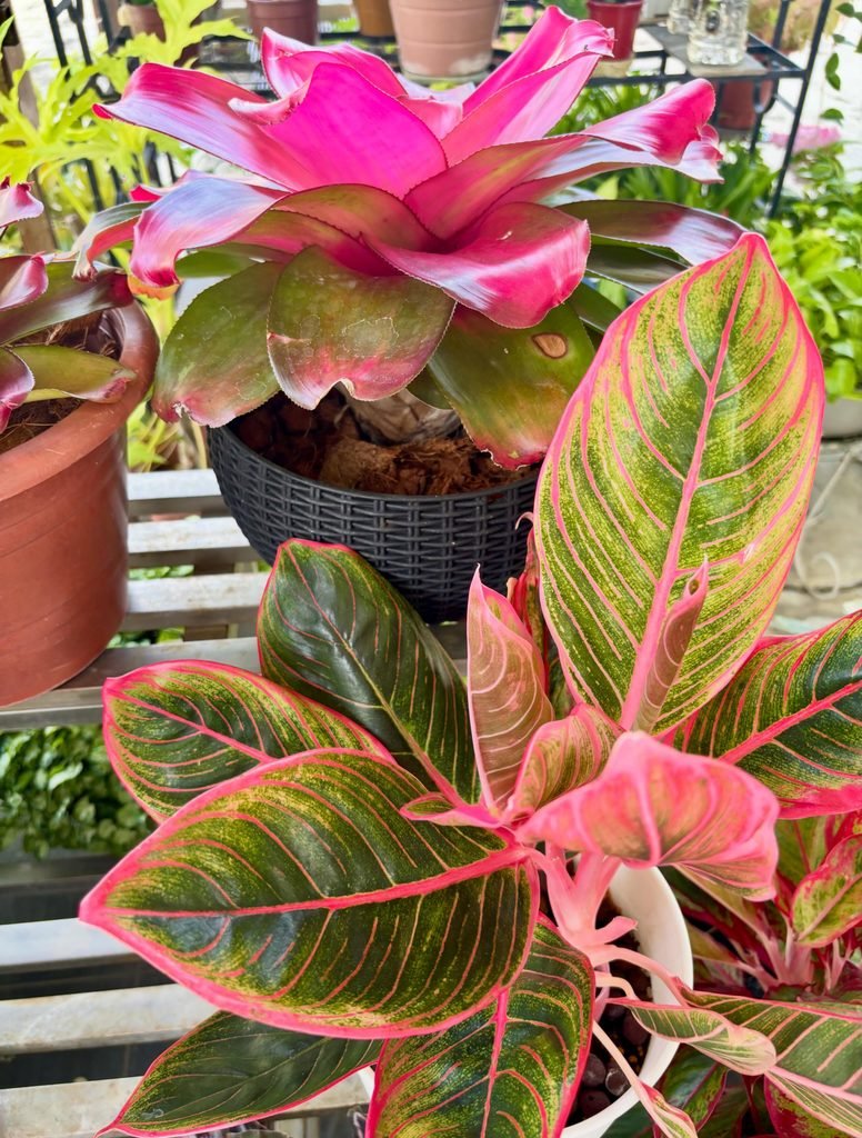 Bromeliad