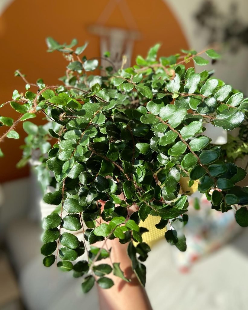 Button Fern