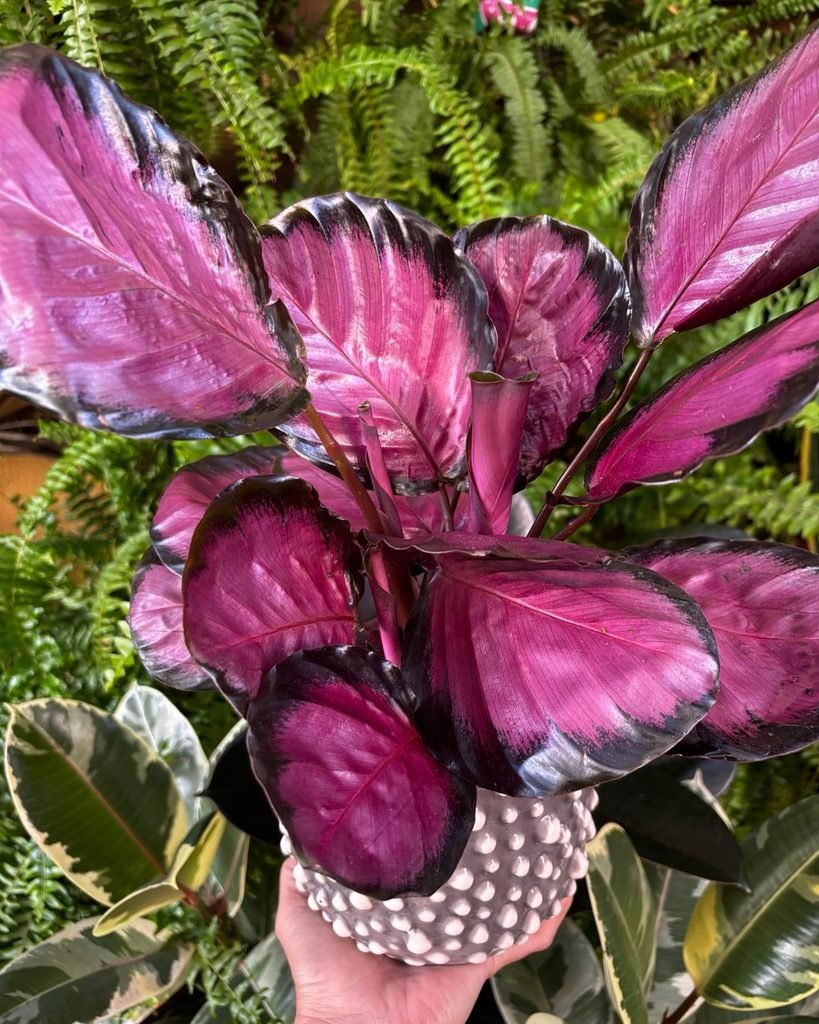 Calathea