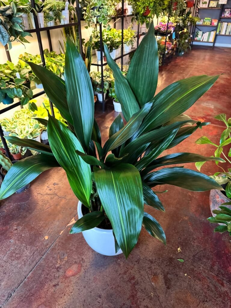 Cast Iron Plant