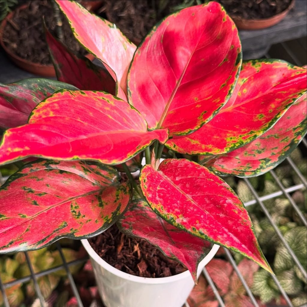 Chinese Evergreen