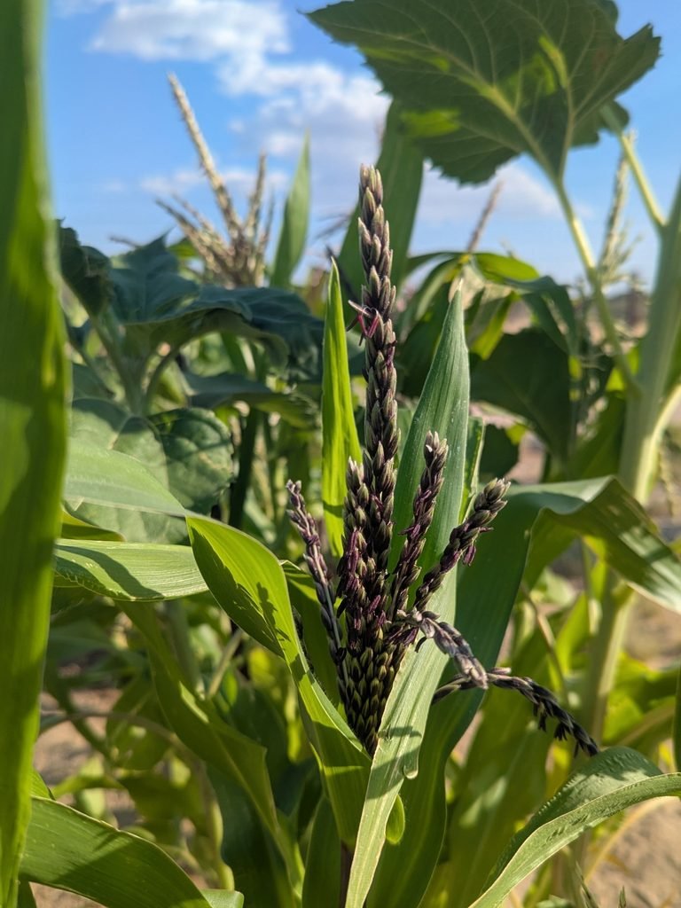 Corn Plant