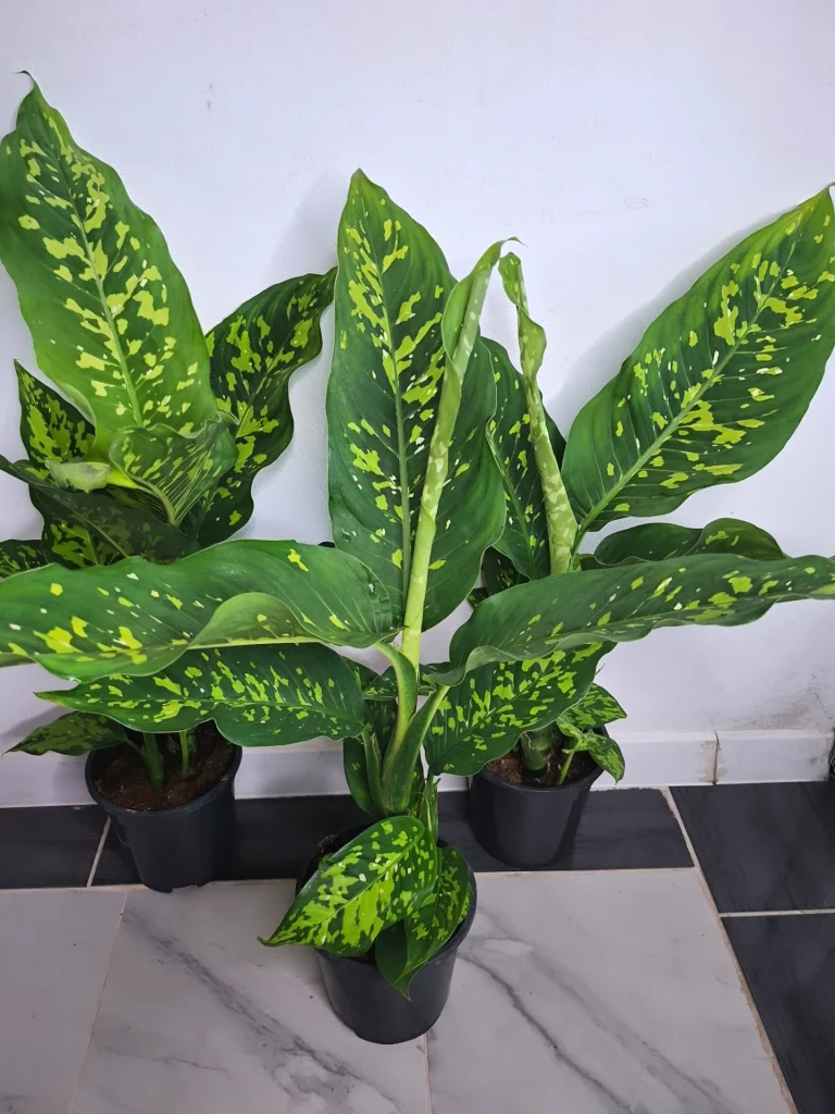 Dieffenbachia