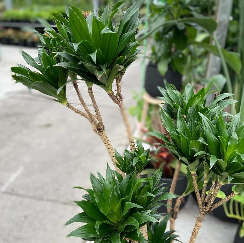 Dracaena Janet Craig