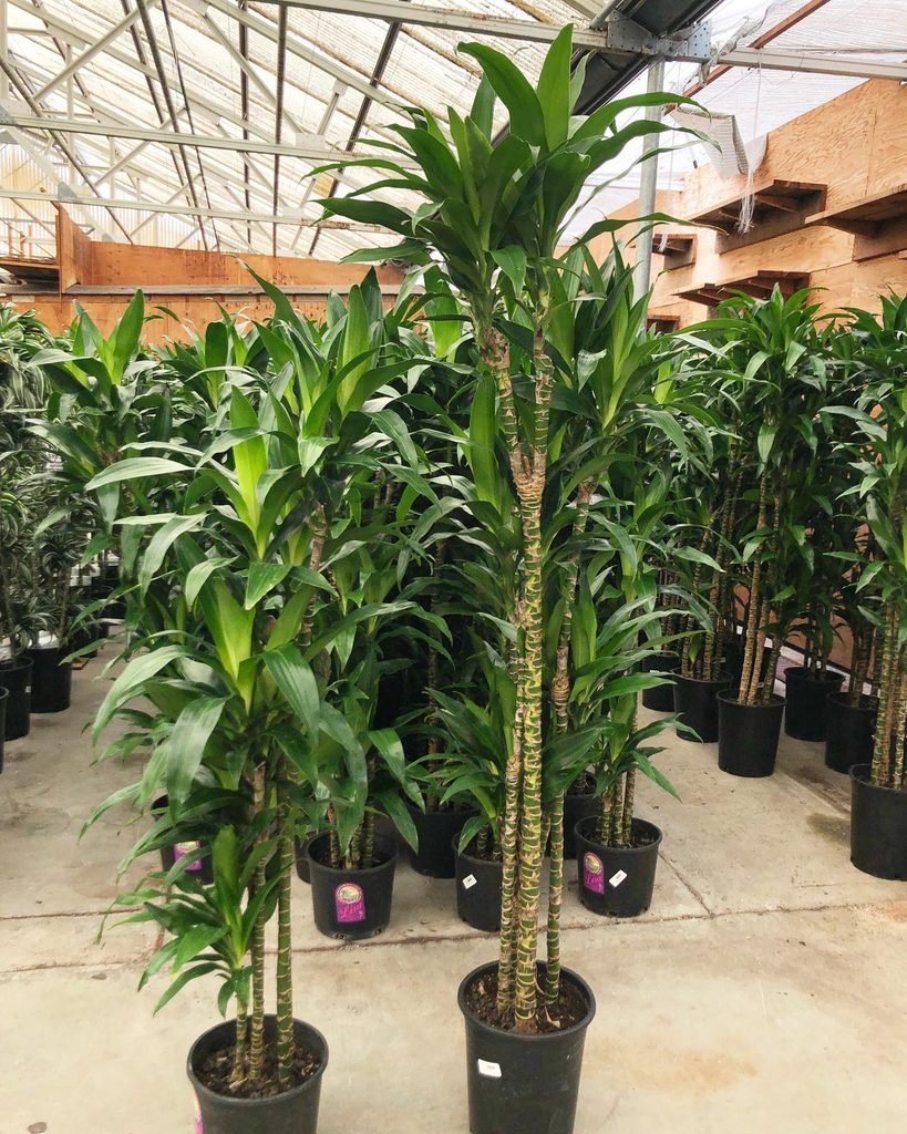 Dracaena Lisa