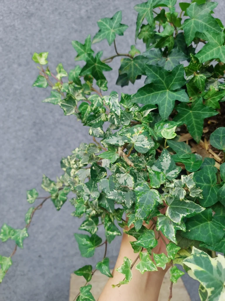 English Ivy