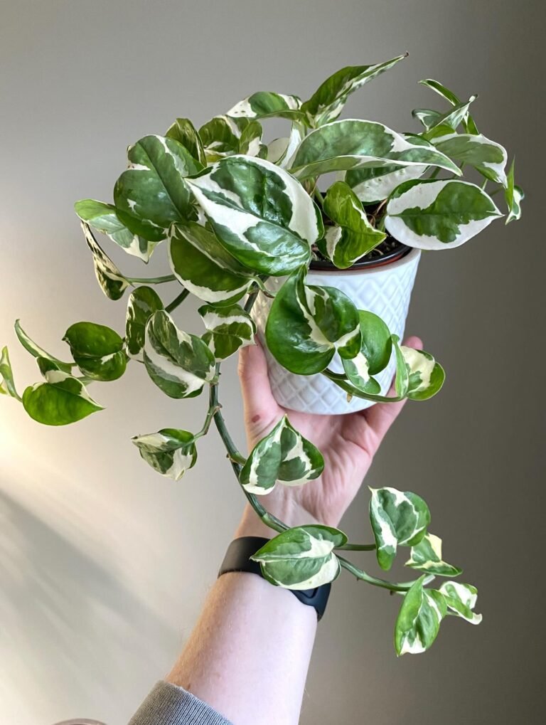 37 Best Low Light Houseplants for Dark Rooms