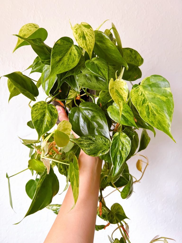 Heartleaf Philodendron
