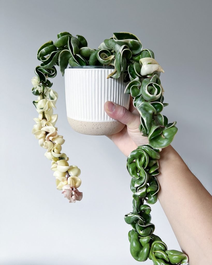 Hoya Carnosa