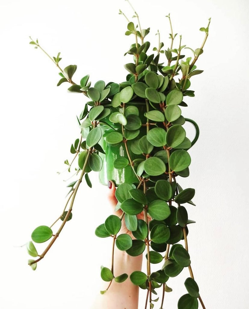 Jade Pothos