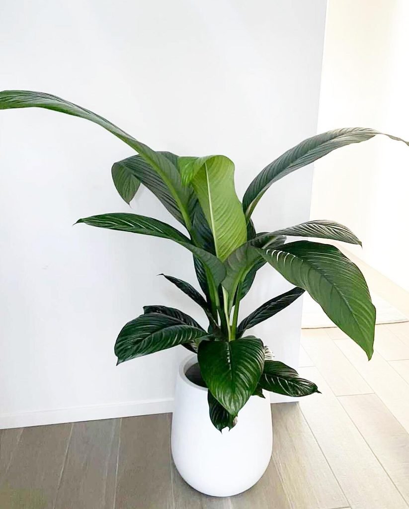 Kentia Palm