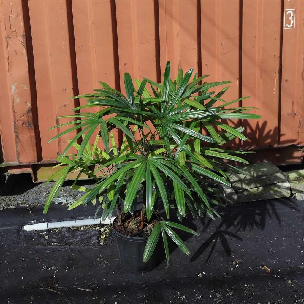 Lady Palm
