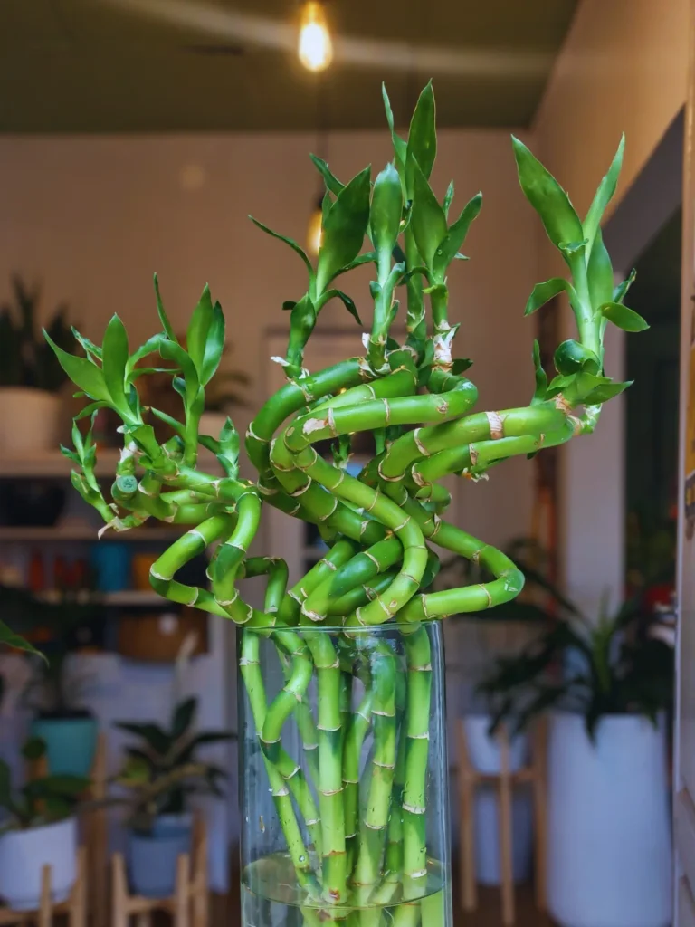 Lucky Bamboo