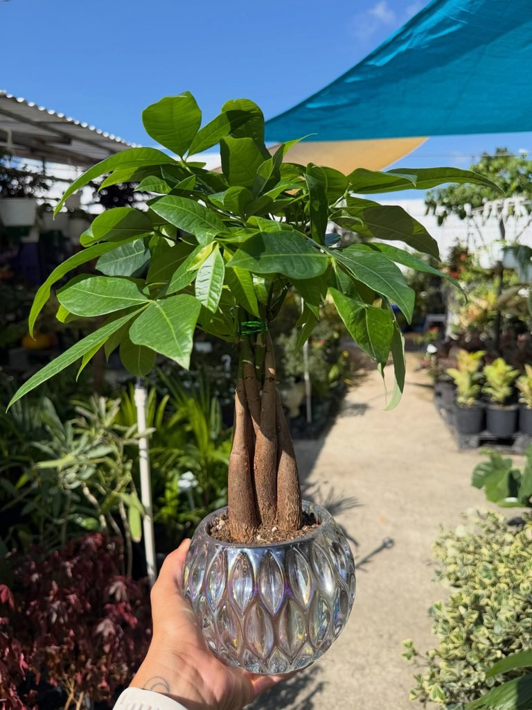 Money Tree