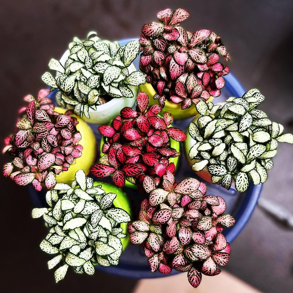 Nerve Plant