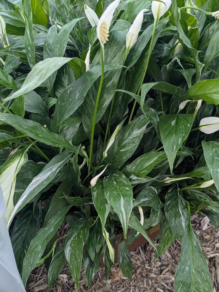 Peace Lily