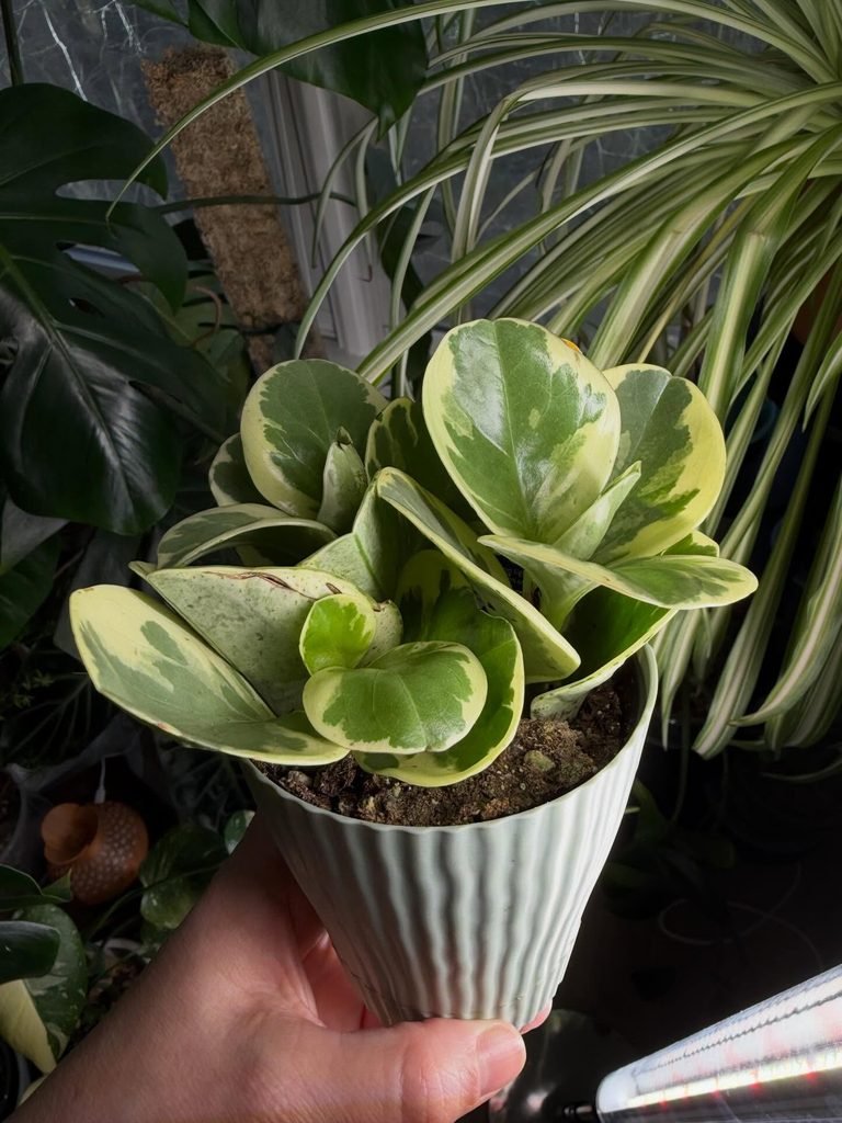Peperomia