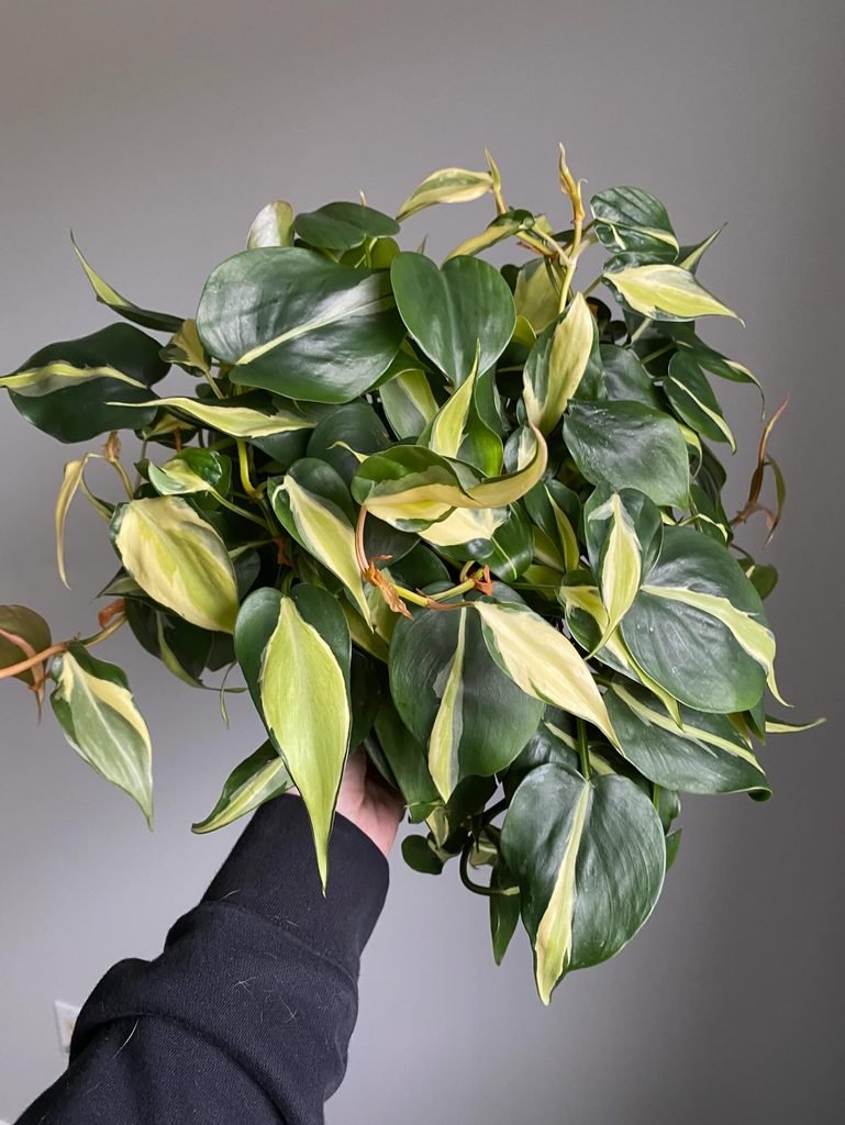 Philodendron Brasil