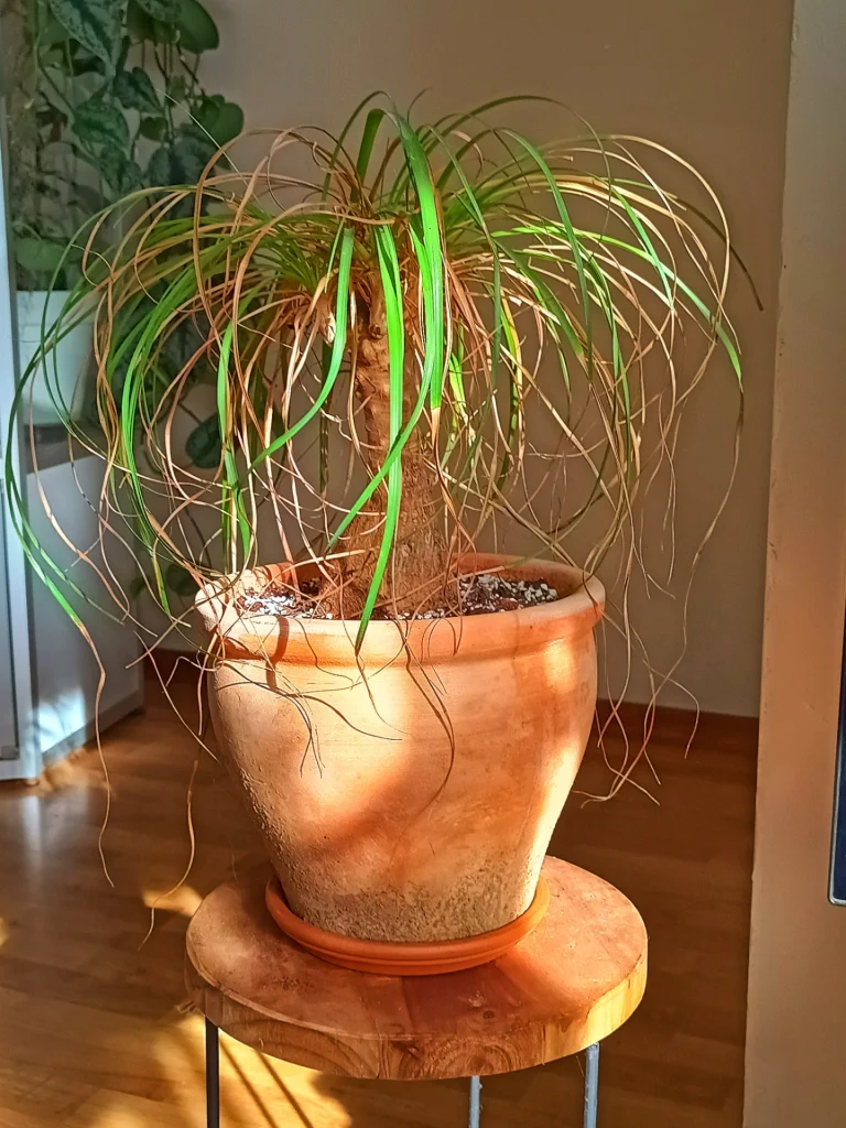 Ponytail Palm