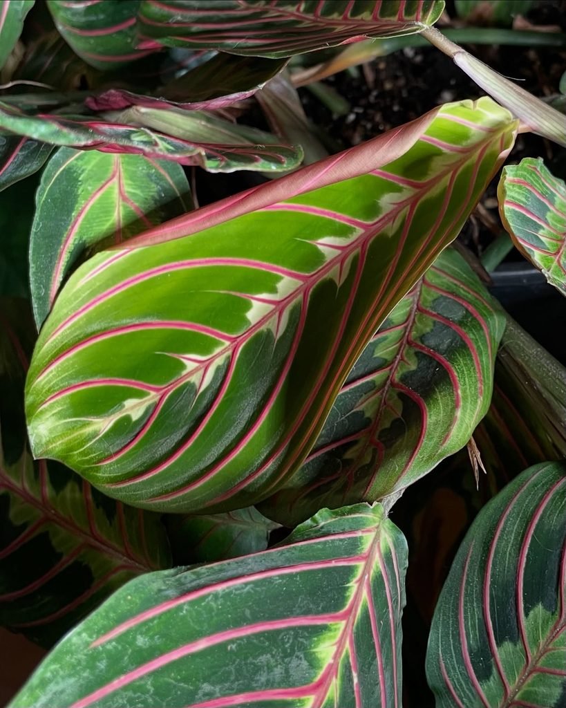 Prayer Plant