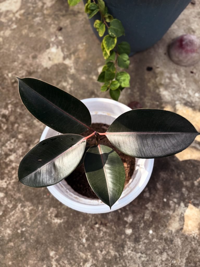 Rubber Plant