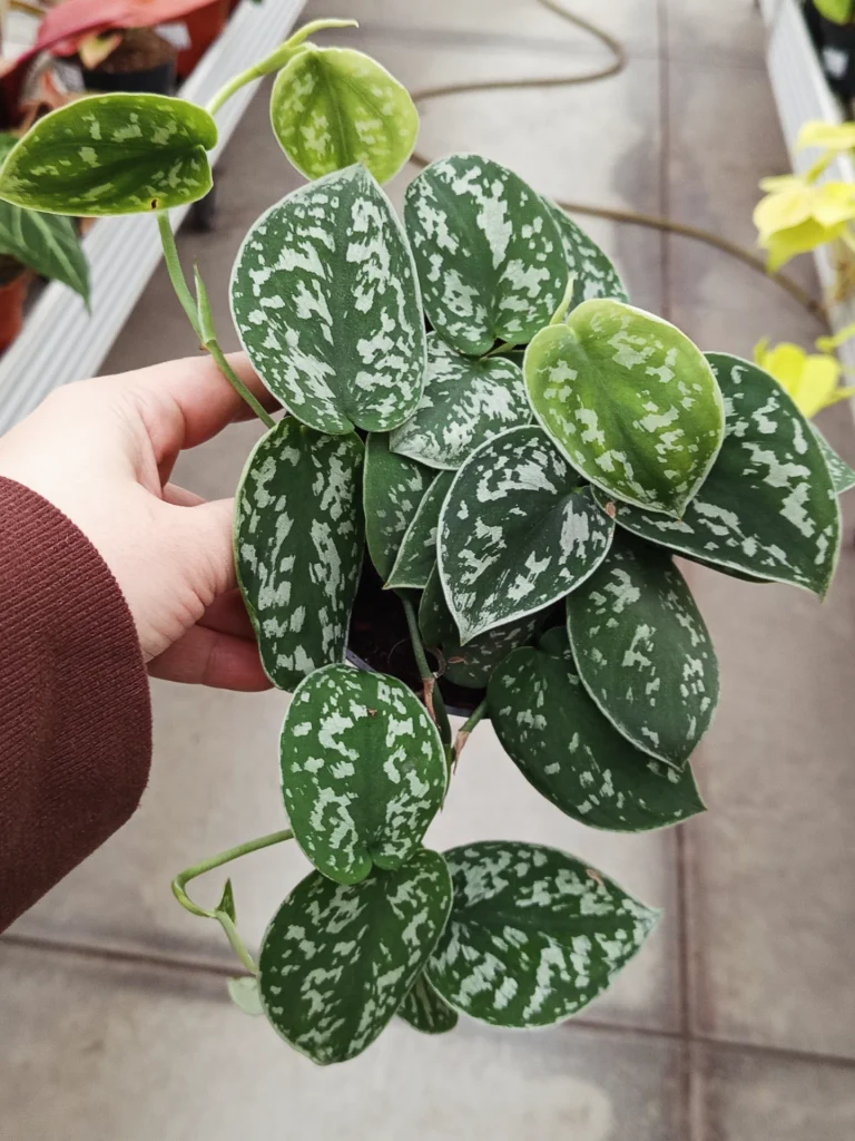 Satin Pothos