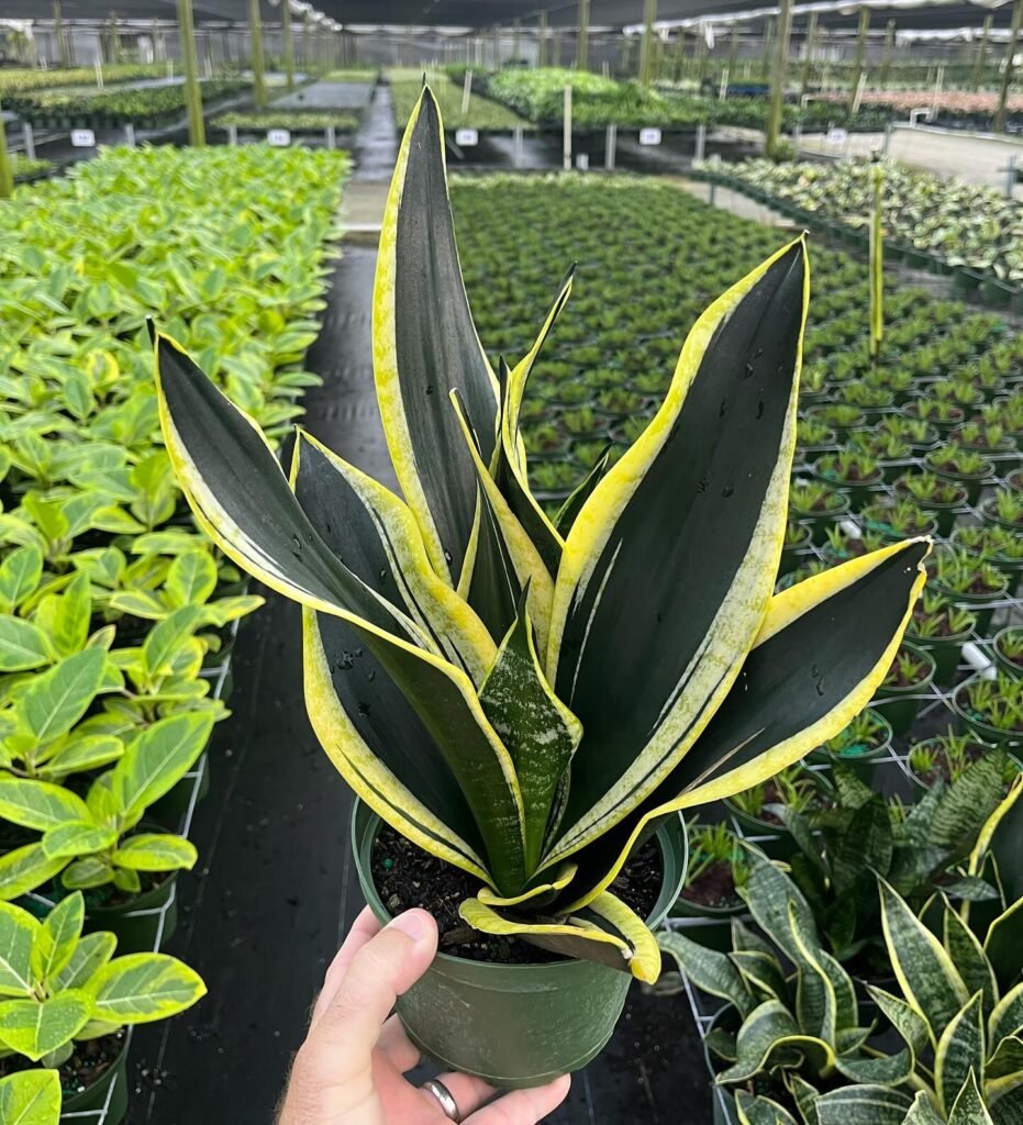 Snake Plant