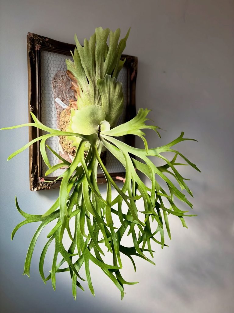 Staghorn Fern