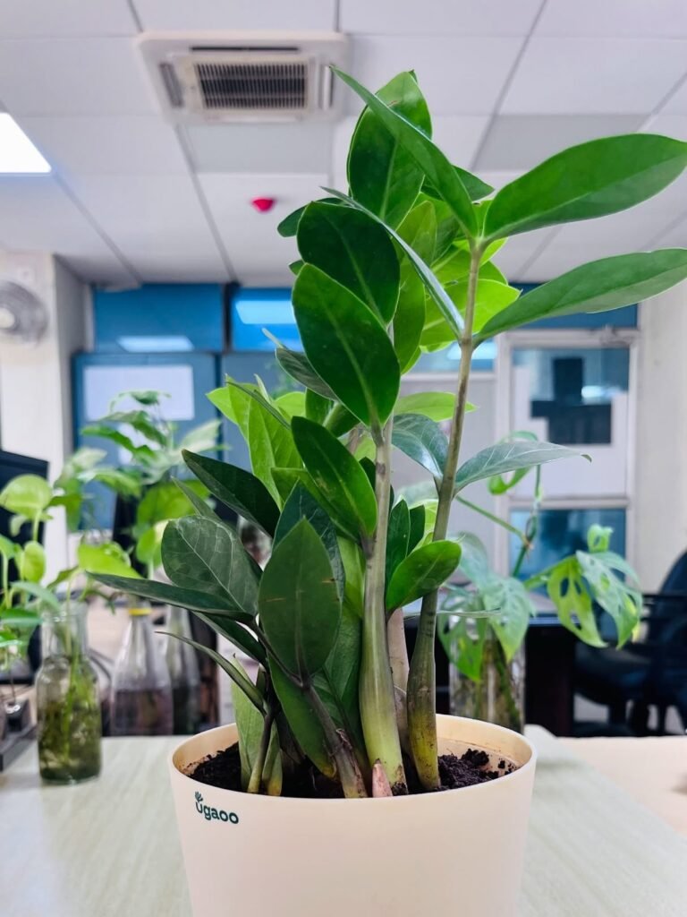 ZZ Plant