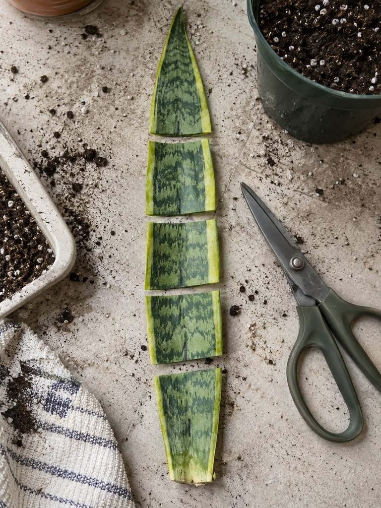 How to Propagate Snake Plant