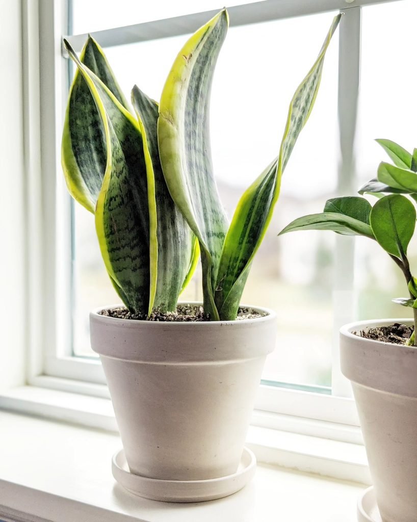 Snake Plant Care Guide