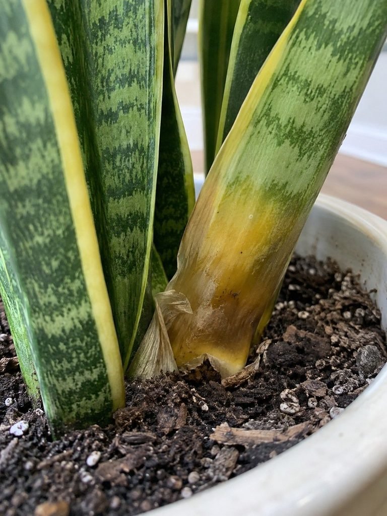 Soft yellowing leaf base