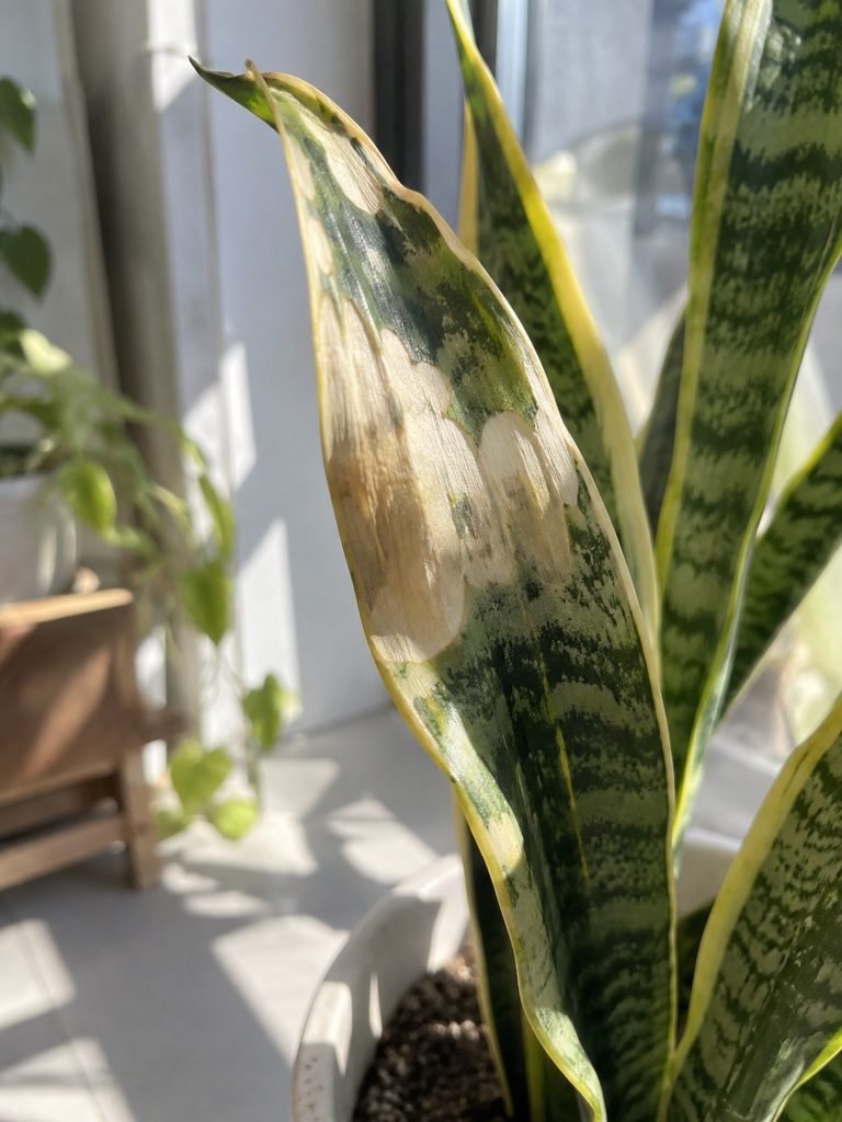 Sun-bleached snake plant leaf