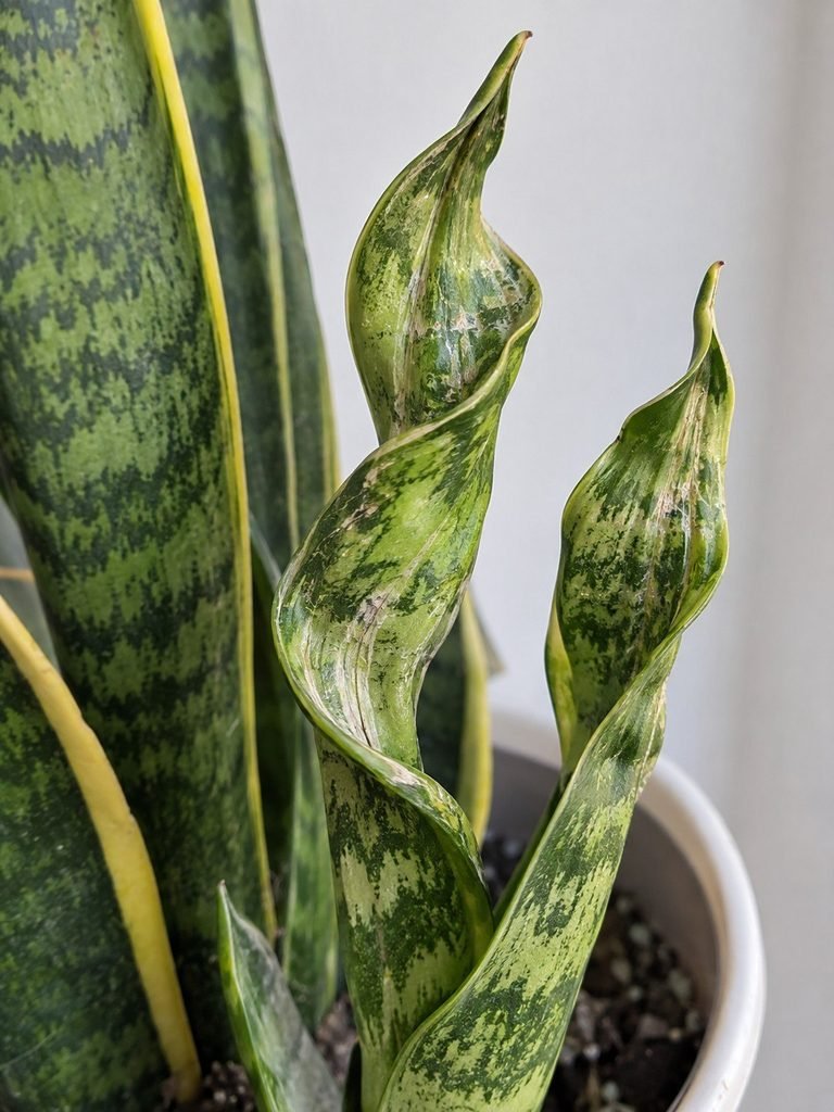 Twisted/distorted new growth from pests