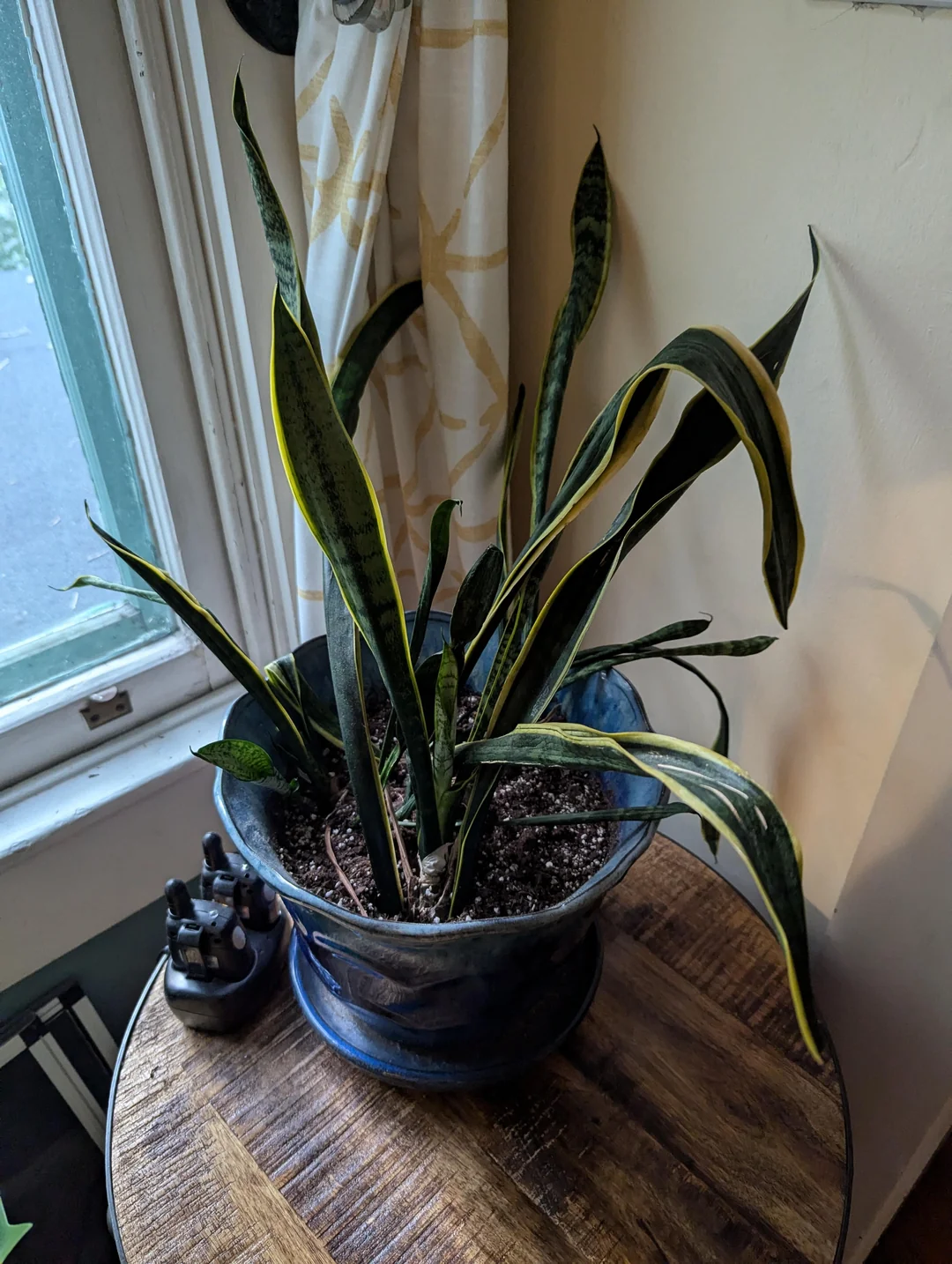 Snake Plant Leaves Curling: Causes and Fixes